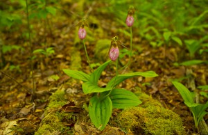 Pink Lady Slipper Pink Lady Slipper