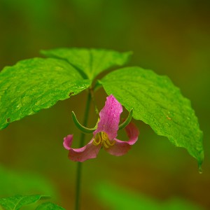 Trillium Trillium