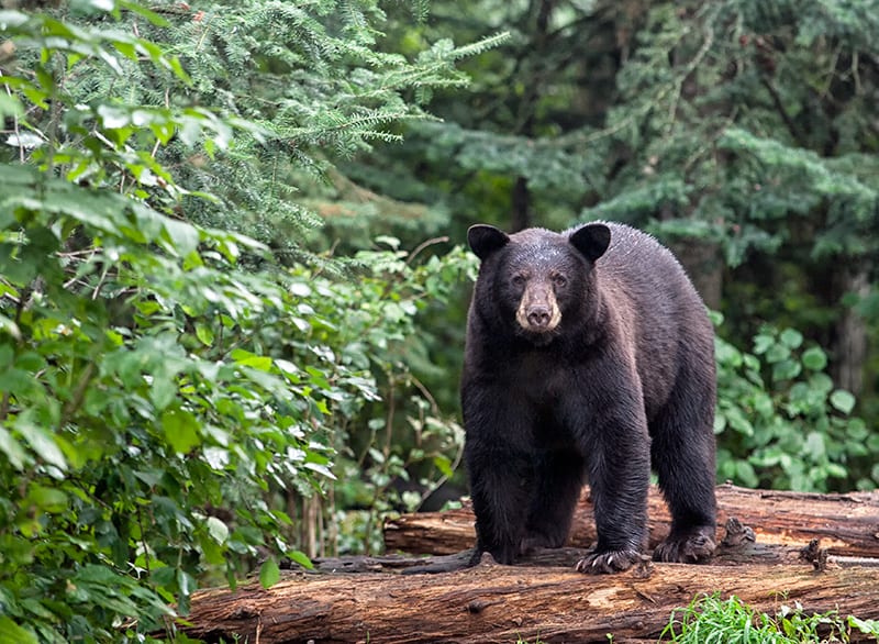 Black Bears at Western North Carolina Nature Center