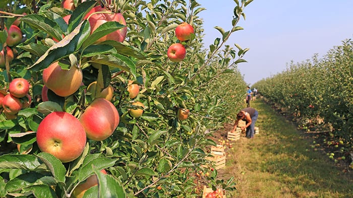 Apple Picking in Western North Carolina