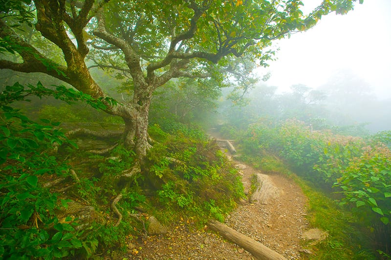 Dragon's Breath Trail