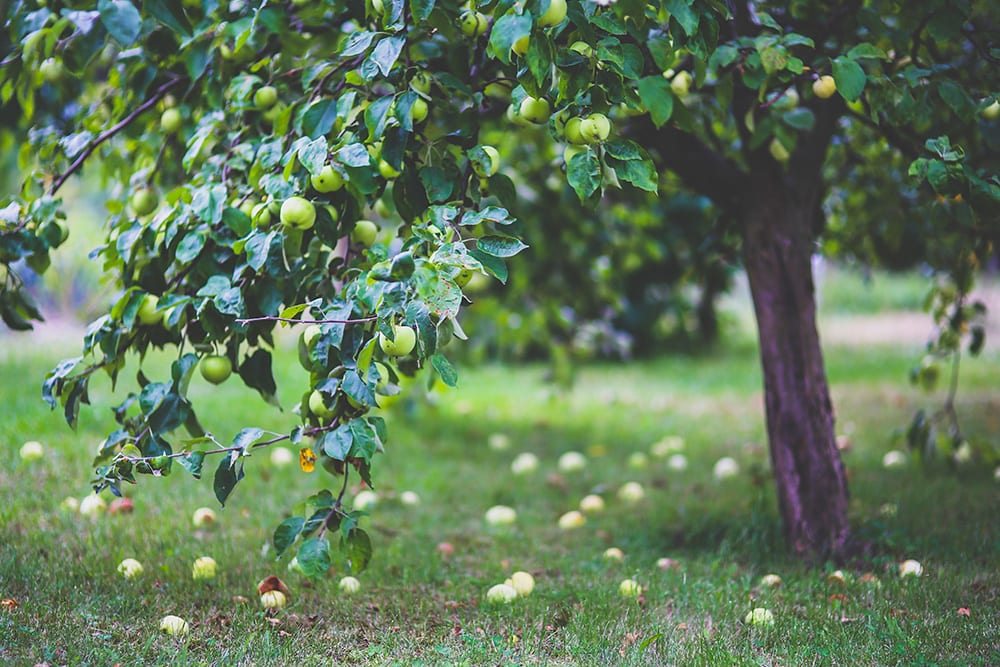 Apple picking in Hendersonville, NC