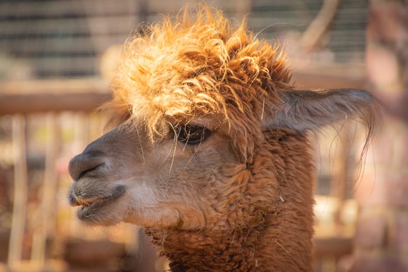 Planning Your Visit to Apple Hill Alpaca Farm