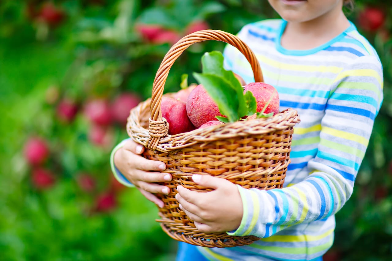 kid with red apples