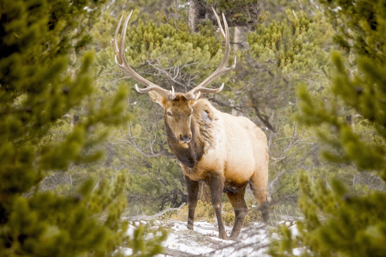 Elk in Smoky Mountains
