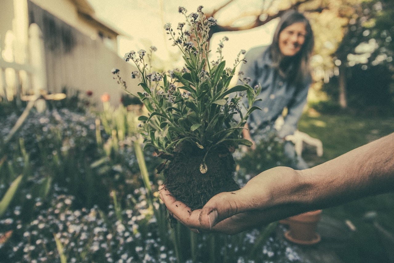 6 Popular Native Plants for Western NC Landscaping