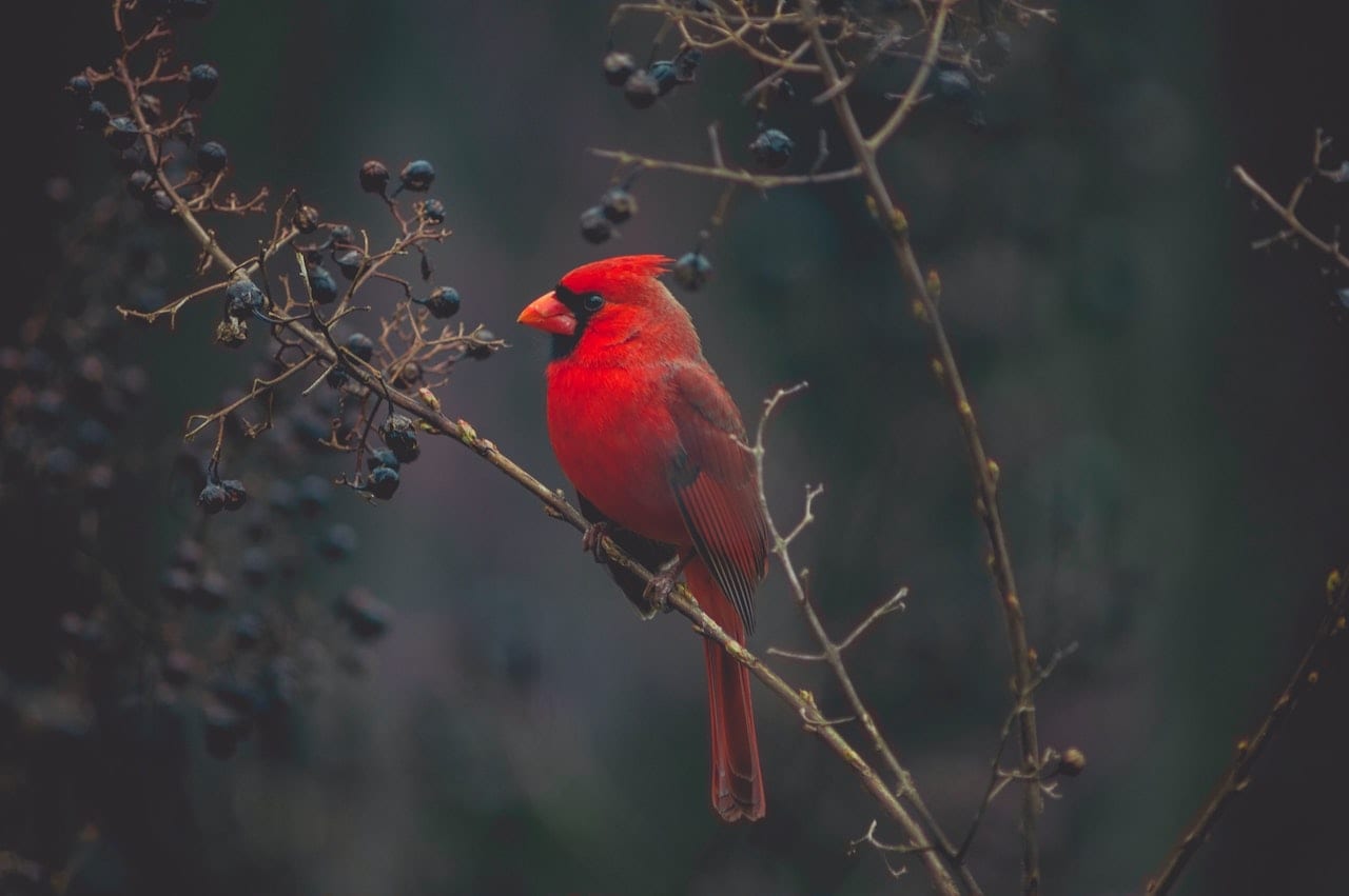 Cardinal