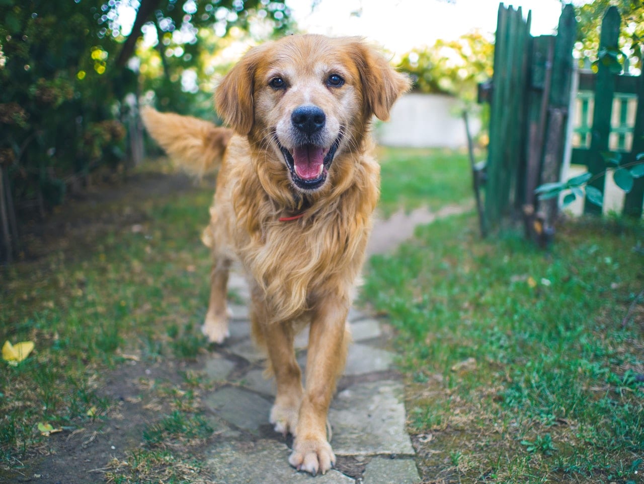 happy dog