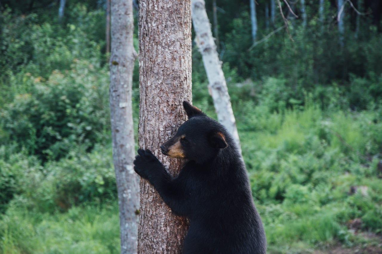 Bear Safety In Western NC Mountains